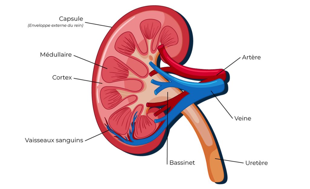 Physiologie du rein